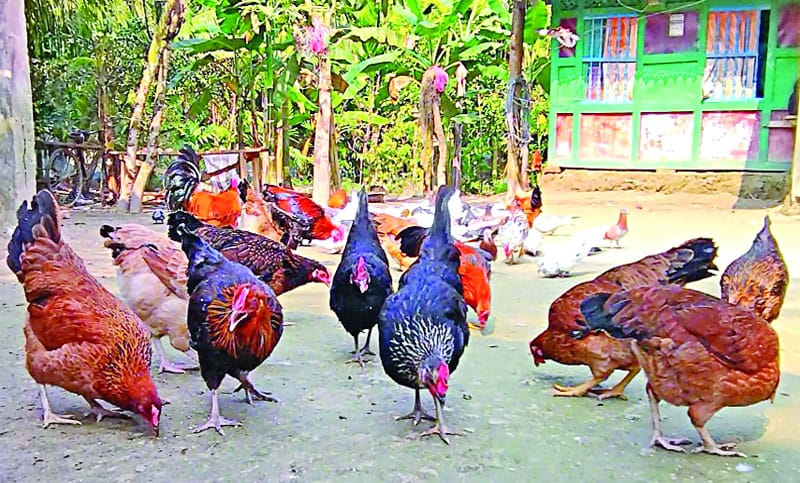 দেশি মুরগি (Deshi Cock)